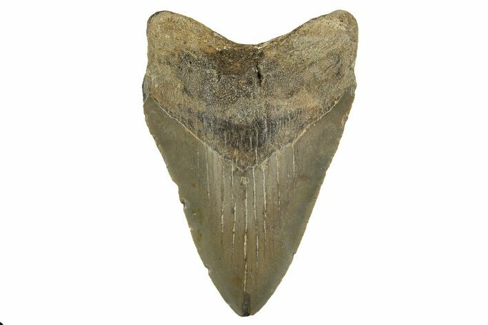 Serrated, Fossil Megalodon Tooth - North Carolina #328296